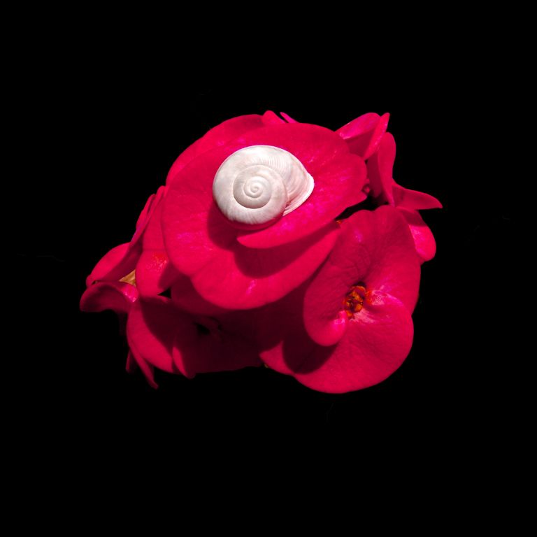 Intimate Conversations-The Desert Snail and Euphorbia